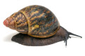 Archachatina marginata suturalis Benin adult
